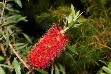 Callistemon viminalis, commonly known as the Weeping Bottlebrush, is a striking ornamental plant native to Australia. |紅瓶刷子樹