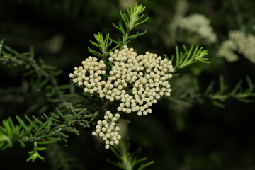 Close up shot of small white rice flower blossom