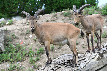 Mountain ibex two animals on a tree trunk