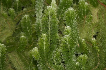 Pinus radiata 'Marshwood', a cultivar of Monterey Pine (Pinus radiata), is a compact, dense evergreen conifer with a bushy growth habit. 