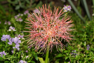 Scadoxus multiflorus, commonly known as the blood lily, African blood lily, or fireball lily, is a striking flowering plant in the Amaryllidaceae family. I|網球花