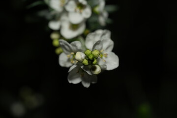 ホルマトフィラ・サキゲナ (Hormathophylla saxigena) は、アブラナ科の多年草で、主にヨーロッパ南部の岩場や山岳地帯に生息する植物です。この植物は石灰岩の崖や岩の隙間など、厳しい環境で育つため、耐寒性と乾燥への耐性があります。