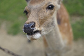 portrait of a deer