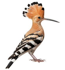Eurasian Hoopoe (Upupa epops) isolated on transparent background