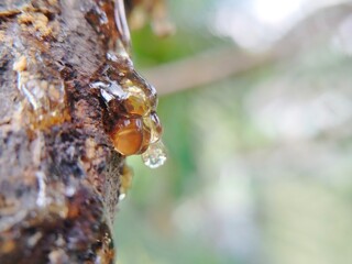 orange tree sap comes out of the trunk