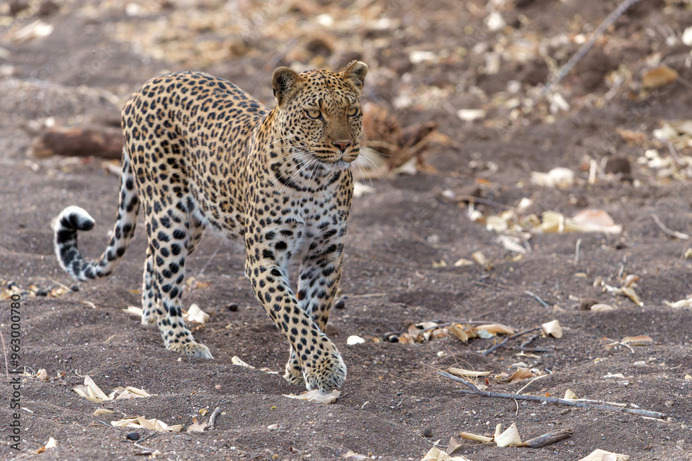 Wall mural leopard (panthera pardus) hunting in a dry riverbed in mashatu game reserve in the tuli block in bot