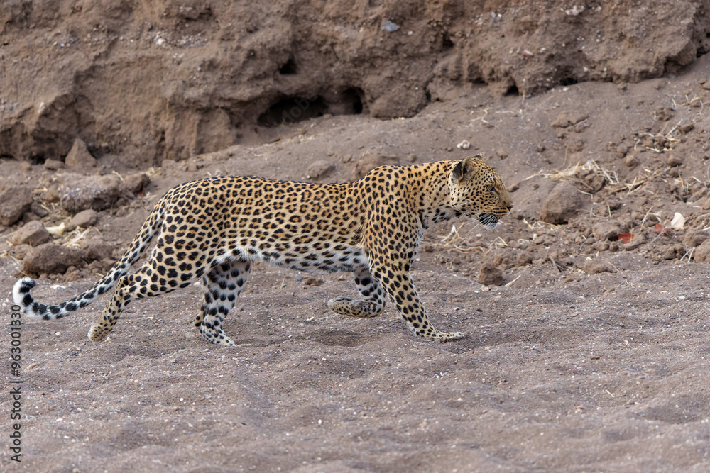 Wall mural leopard (panthera pardus) hunting in a dry riverbed in mashatu game reserve in the tuli block in bot