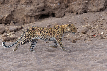 Leopard (Panthera Pardus) hunting in a dry riverbed in Mashatu Game Reserve in the Tuli Block in Botswana 