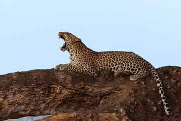 Leopard (Panthera Pardus) resting in a Mashatu tree in the late afternoon in Mashatu Game Reserve in the Tuli Block in Botswana