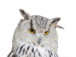 Siberian owl (sibiricus bubo) isolated on white background
