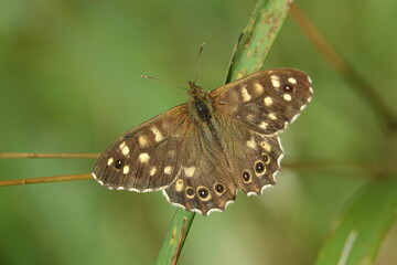 speckled wood butterfly (Pararge aegeria)