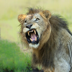 Portrait of a male lion in a Game reserve in Kwa Zulu Natal in South Africa