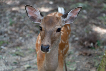 portrait of a deer