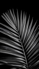 Obraz premium Toned image of fresh palm leaf, on black