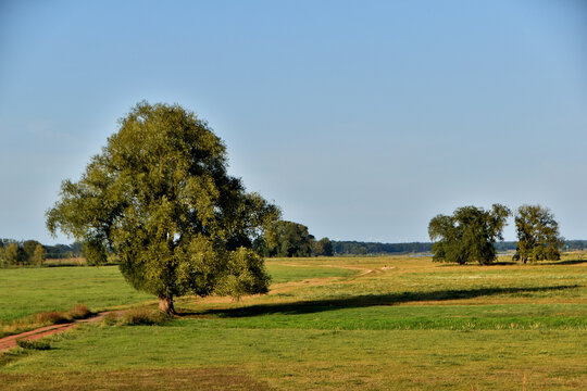 Elbauen in Seehausen