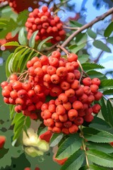 Fototapeta premium a branch of mountain ash with red berries