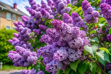 Obraz premium thick lush lilac bushes with blooming flower buds on it