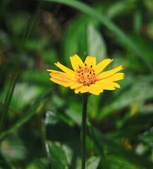 blossom yellow flower in garden