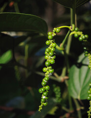 green pepper corn on tree
