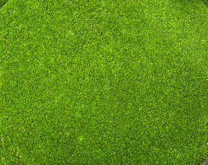 green moss plant on the ground