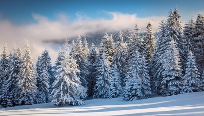 Naklejka premium Snow-dusted evergreen trees