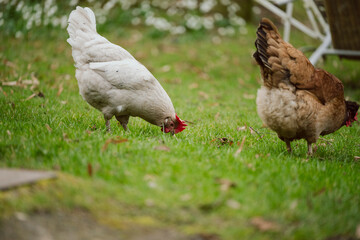 Fototapeta premium Hühner im Garten