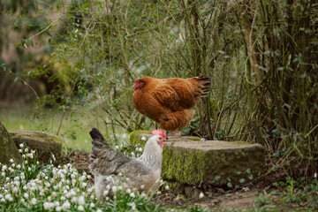 Hühner im Garten