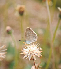small butterfly on grass flower