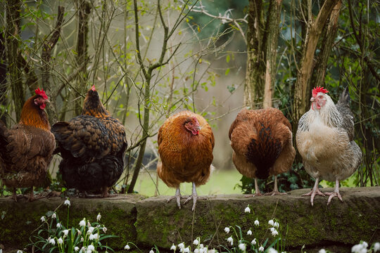 H&uuml;hner im Garten