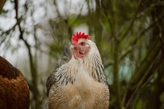 H&uuml;hner im Garten