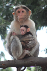 Monkey with his baby monkey sitting in tree branch