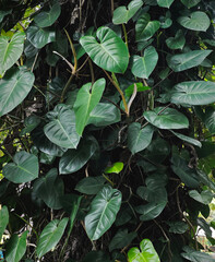  climber ivy tree in forest