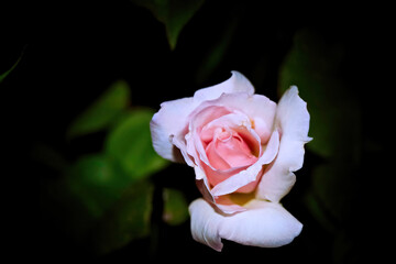 Fototapeta premium A single pink rose in the midst of blooming