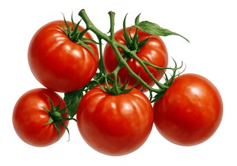 Tomato on branch, isolated on white background, full depth of field, Artisitic painting not photography