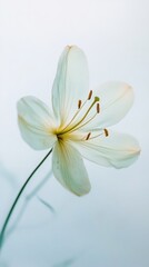 Fototapeta premium White lily on a light blue background