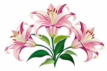  Lilium flowers on white background vector art illustration