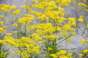オミナエシ　Golden Lace