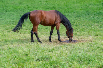Fototapeta premium Pferd auf der Weide am Leckstein