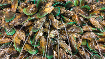 Green-lipped New Zealand mussel shellfish seafood sprayed with water to keep them alive and fresh...