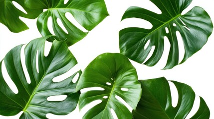 Green Monstera Leaves
