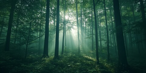 Fototapeta premium Sunbeams pierce through a foggy forest.