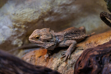 A bearded dragon rests on a rock amidst natural decor in a warm terrarium environment