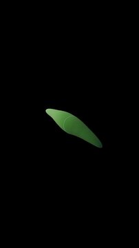 Closterium and diatom algae under the microscope 3d animation