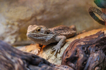 bearded dragon resting on a natural wooden structure in a warm, indoor habitat during the afternoon