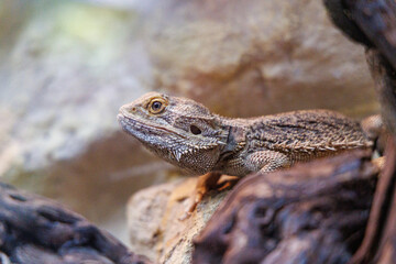 A bearded dragon basking on a rock in a natural habitat setting during the daytime at a wildlife sanctuary