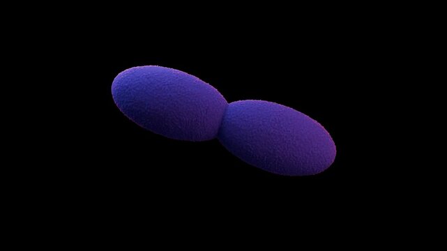 Acetobacter bacteria 3d animation video