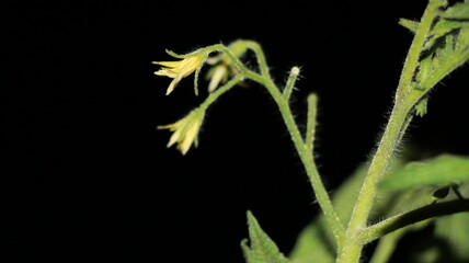 A delicate yellow flowers of a tomato plant at night