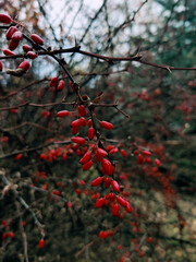 Red barberry in the forrest
