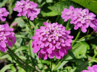 Obraz premium Vibrant violet flowers