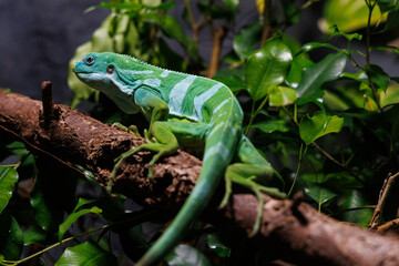 Lau banded iguana, Brachylophus fasciatus resting on a branch surrounded by lush foliage in a tropical habitat